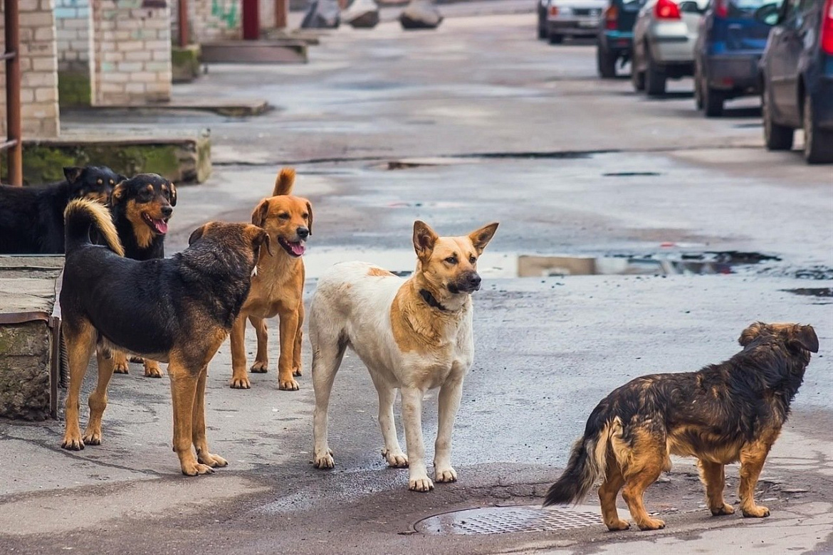 Власти Башкирии определили, кто будет отвечать за ситуацию с бездомными собаками
