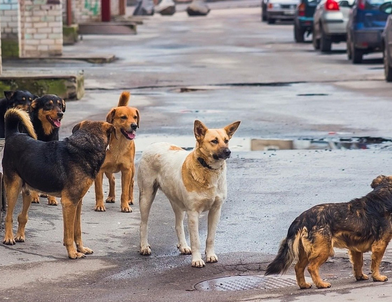 Власти Башкирии определили, кто будет отвечать за ситуацию с бездомными собаками