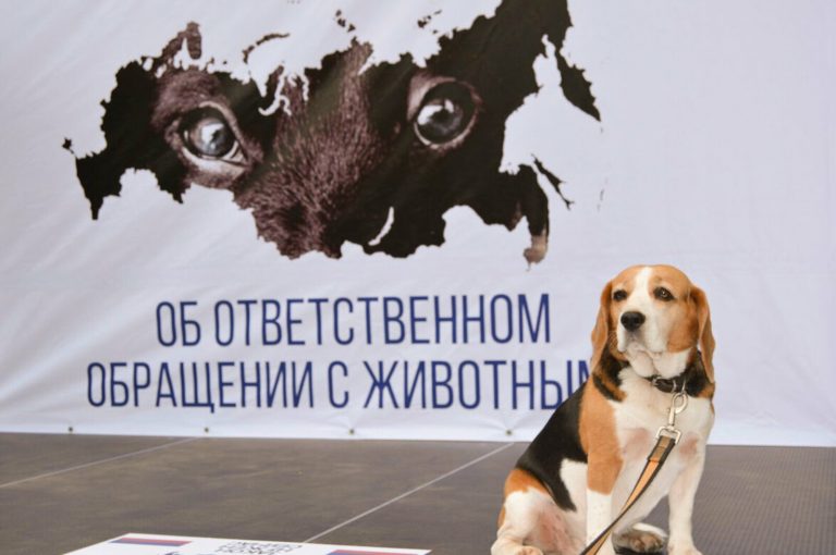 В России будут штрафовать хозяев кусачих собак