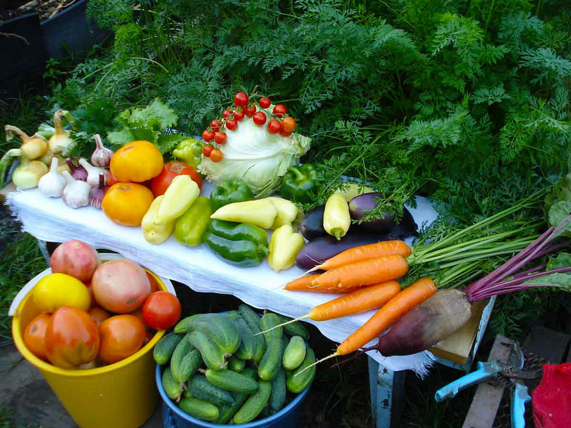 Агроном предупредил об опасности некоторых овощей с дачи