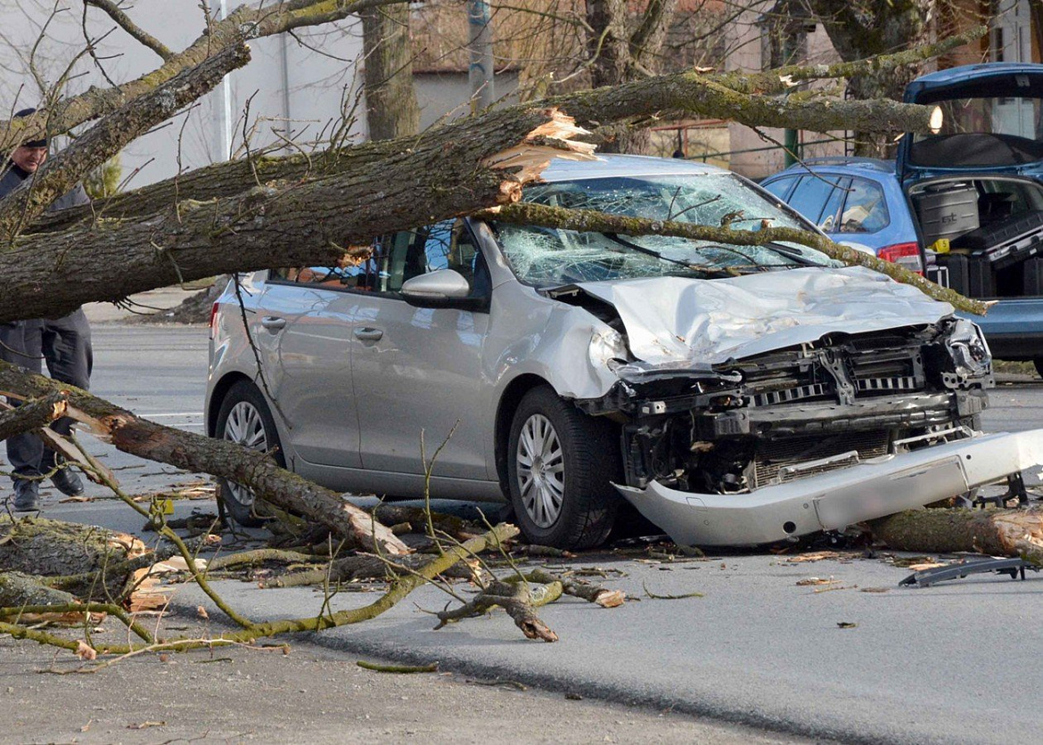Что делать, если дерево упало на машину
