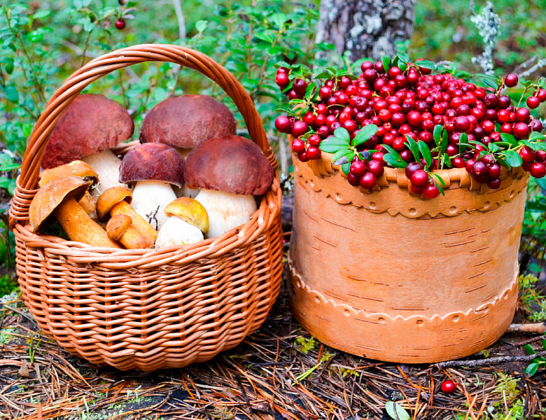 Эксперты рассказали, куда и когда лучше ехать за грибами, орехами, ягодами и травами