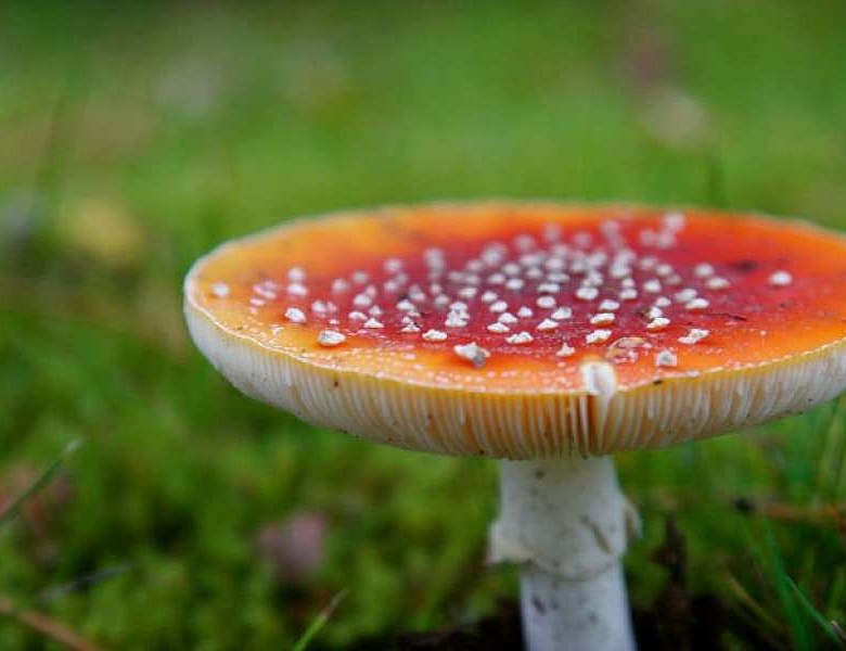 О мерах по профилактике отравлений грибами