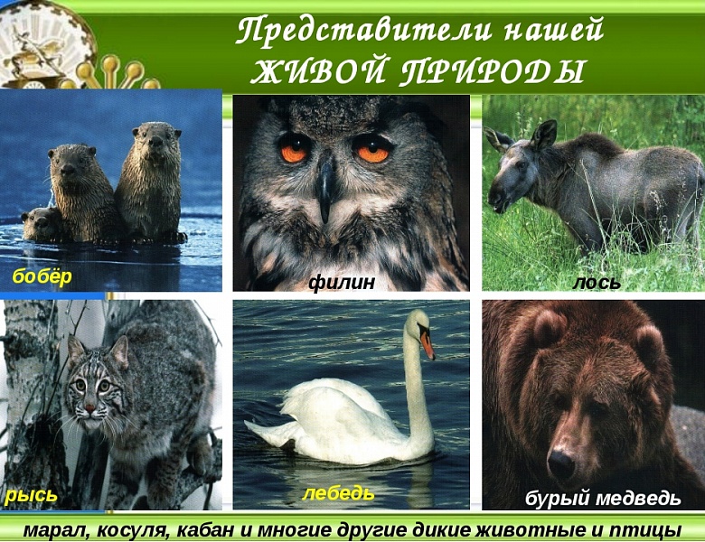 В Башкортостане определены госструктуры по надзору в области обращения с животными